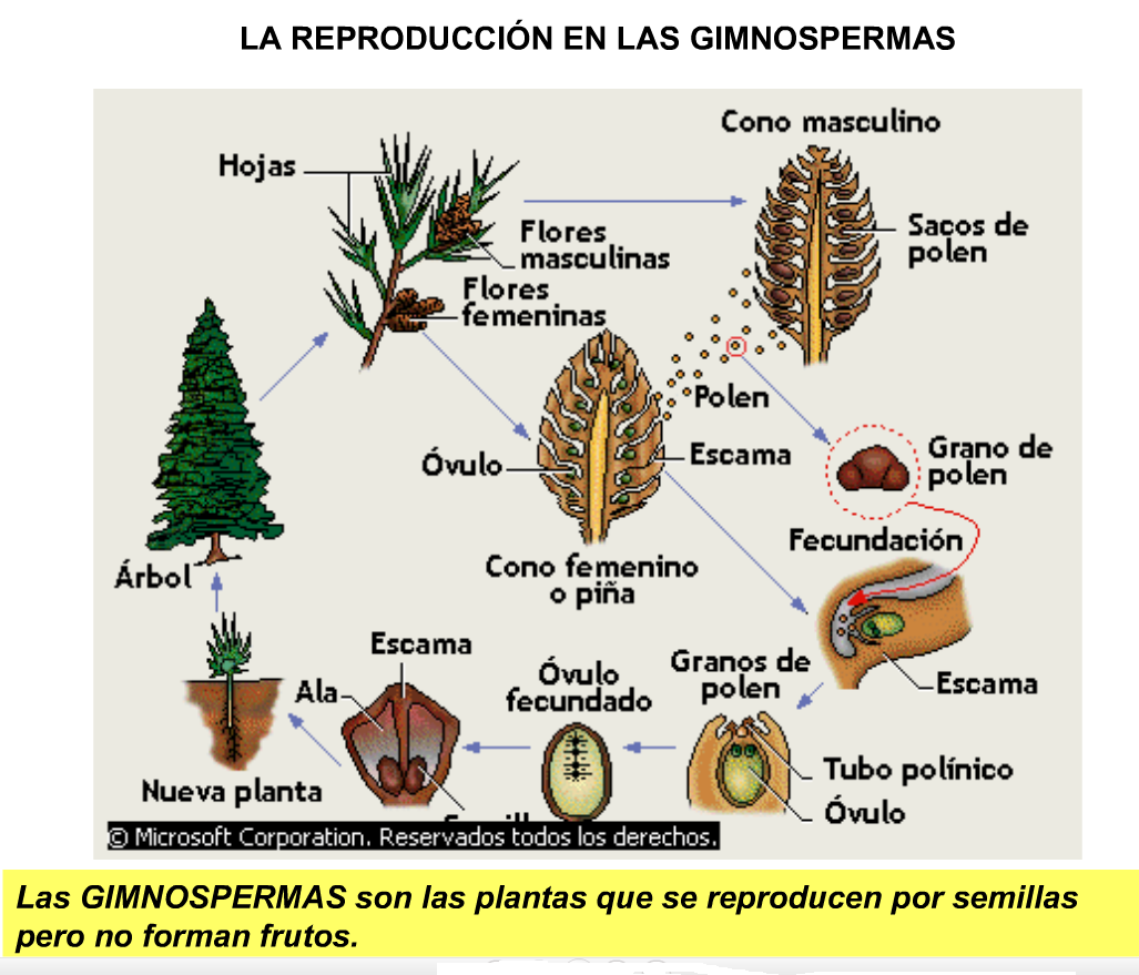Big tit bbw bukkake Que tipos de plantas se reproducen asexualmente